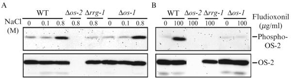 Figure 17.1