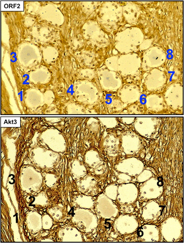 FIG 7