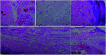 Fig. 15