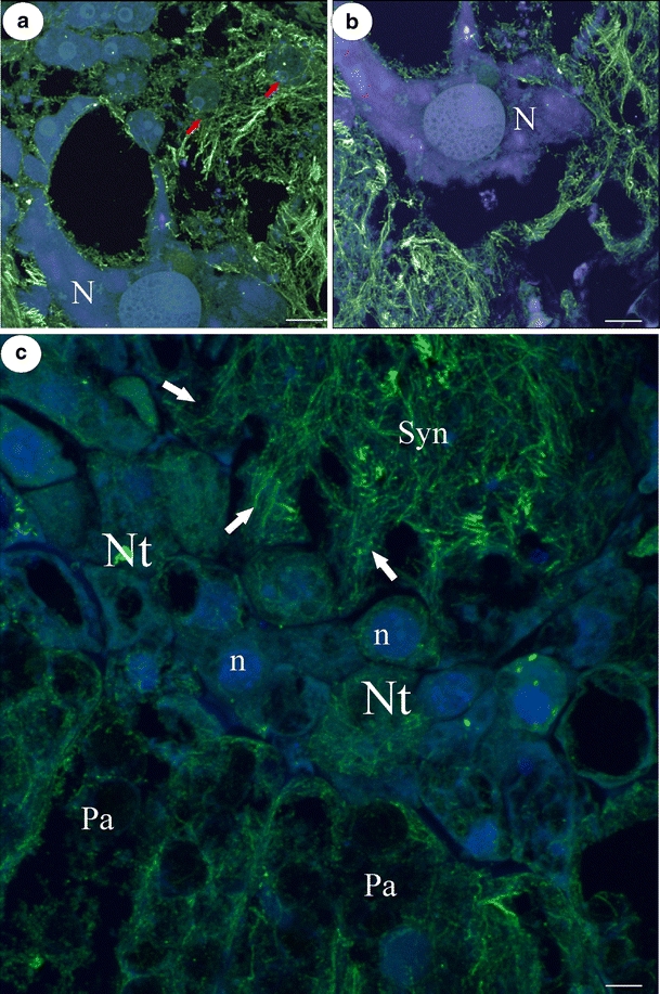 Fig. 2