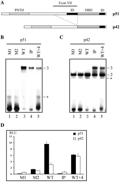 Figure 1.