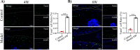 Figure 5—figure supplement 1.