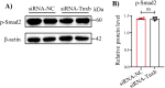 Figure 6—figure supplement 2.