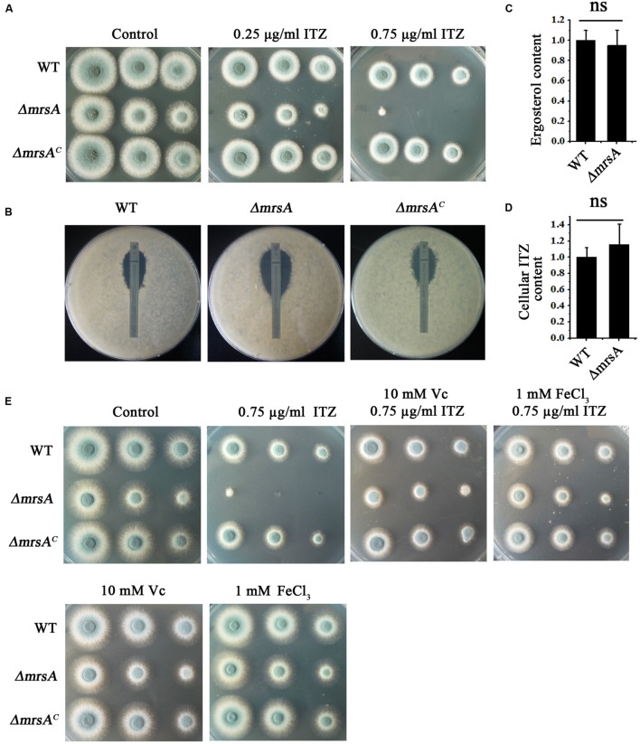 FIGURE 4