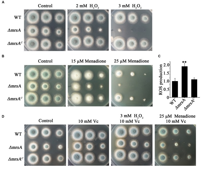 FIGURE 3