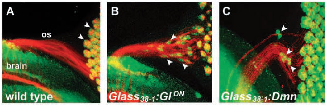 Fig. 3