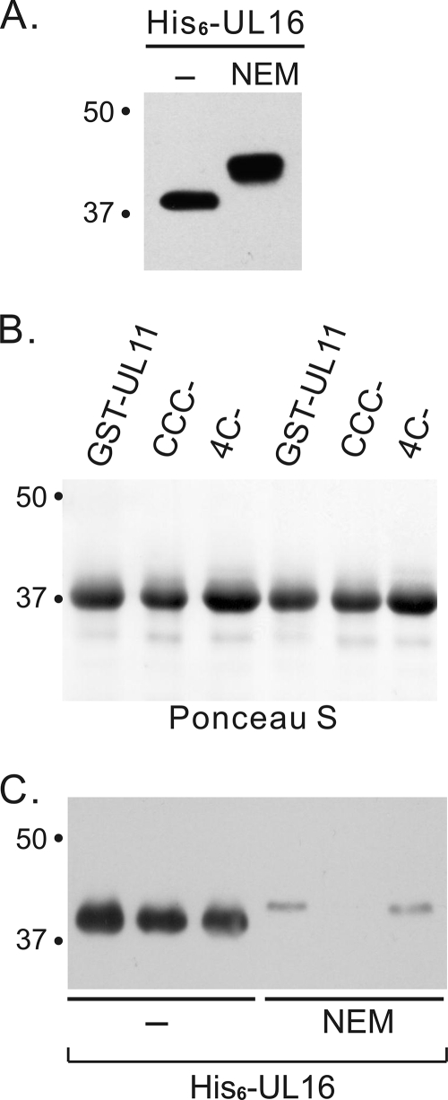 FIG. 5.