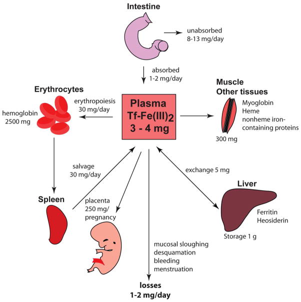 Fig. 1