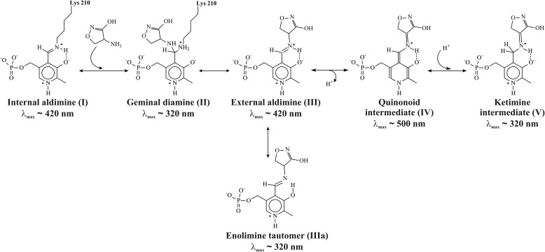 SCHEME 5.