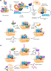 Overview of canonical translation in eukaryotes
