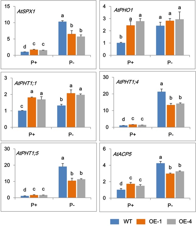 Figure 5