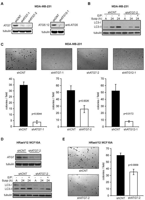 FIGURE 4: