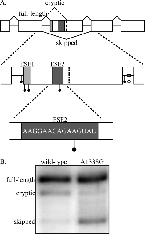 FIGURE 1.