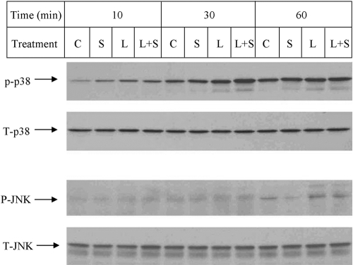 Fig. 8.