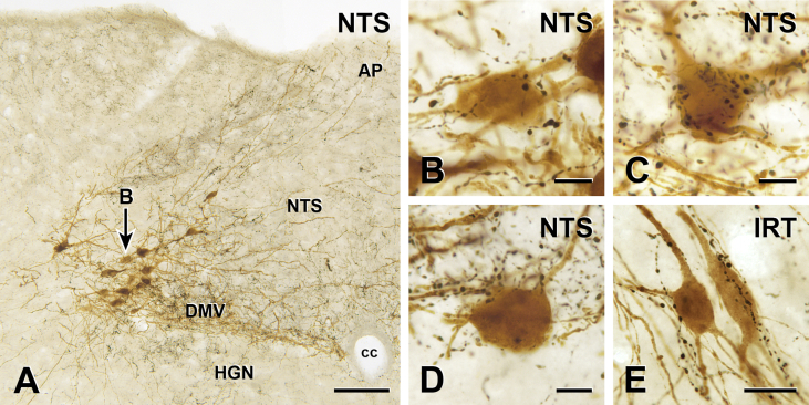 Figure 1