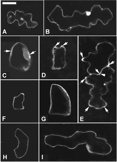 Figure 9.