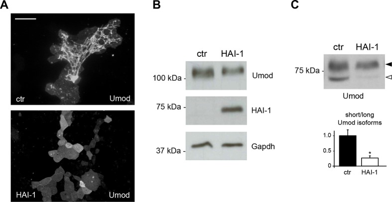 Figure 2—figure supplement 2.