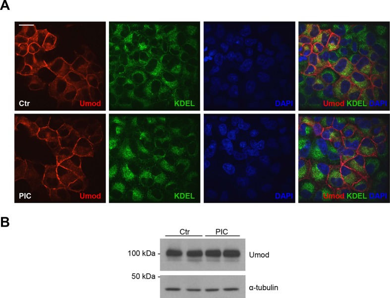 Figure 2—figure supplement 1.