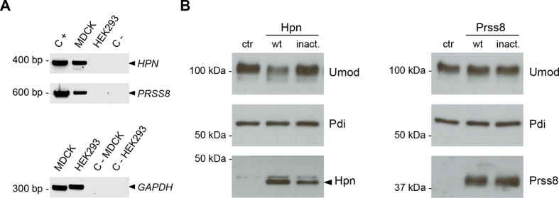 Figure 3—figure supplement 1.