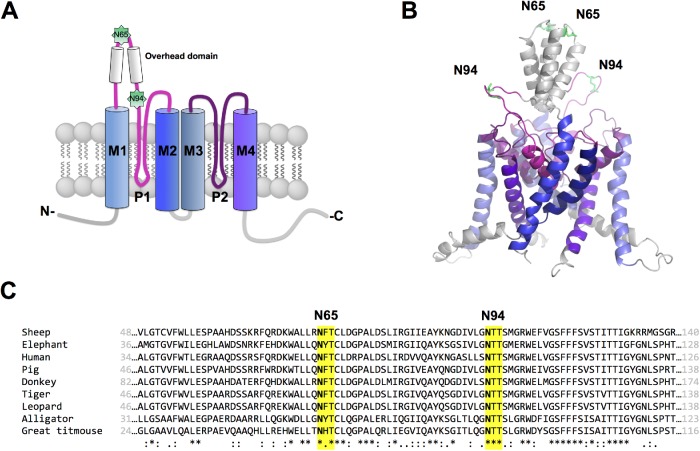 FIGURE 1: