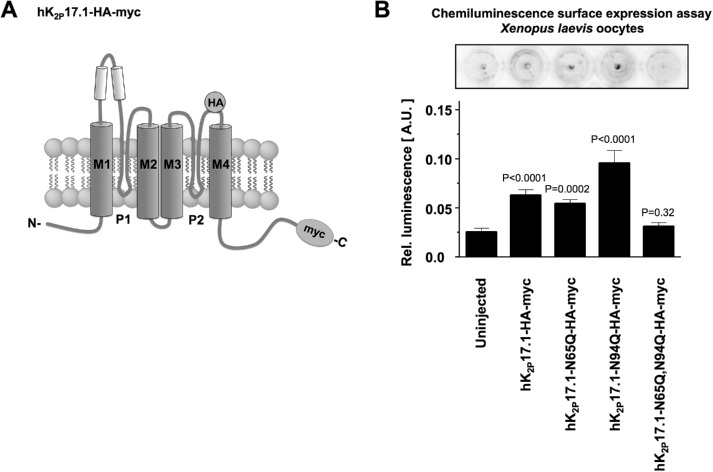 FIGURE 4: