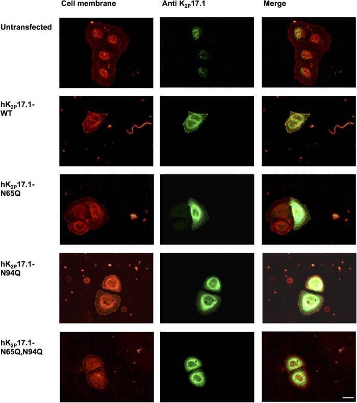 FIGURE 6: