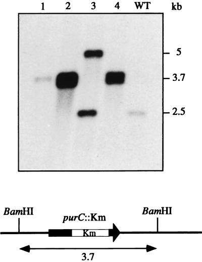 FIG. 1