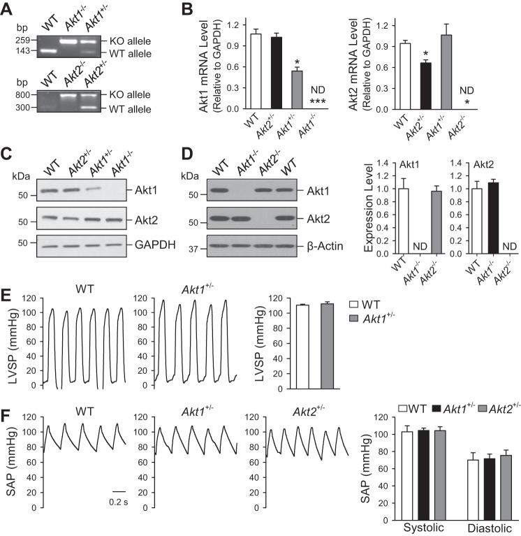 Deficiency of Akt1, but not Akt2, attenuates the development of ...