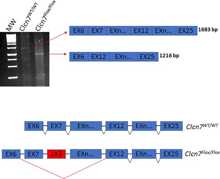 Fig 10