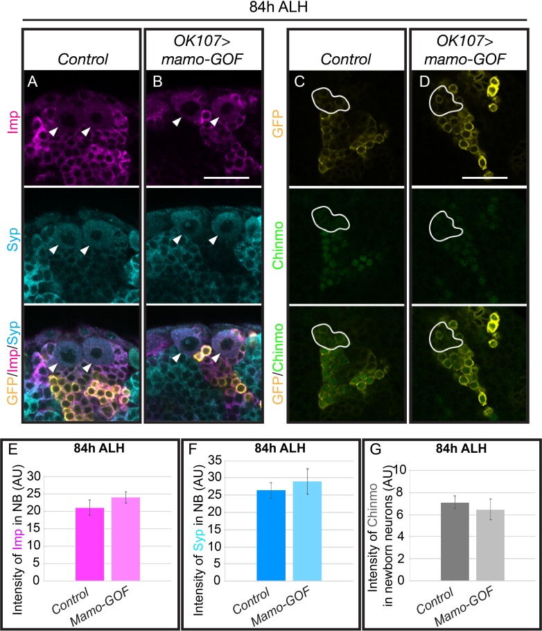 Figure 5—figure supplement 2.