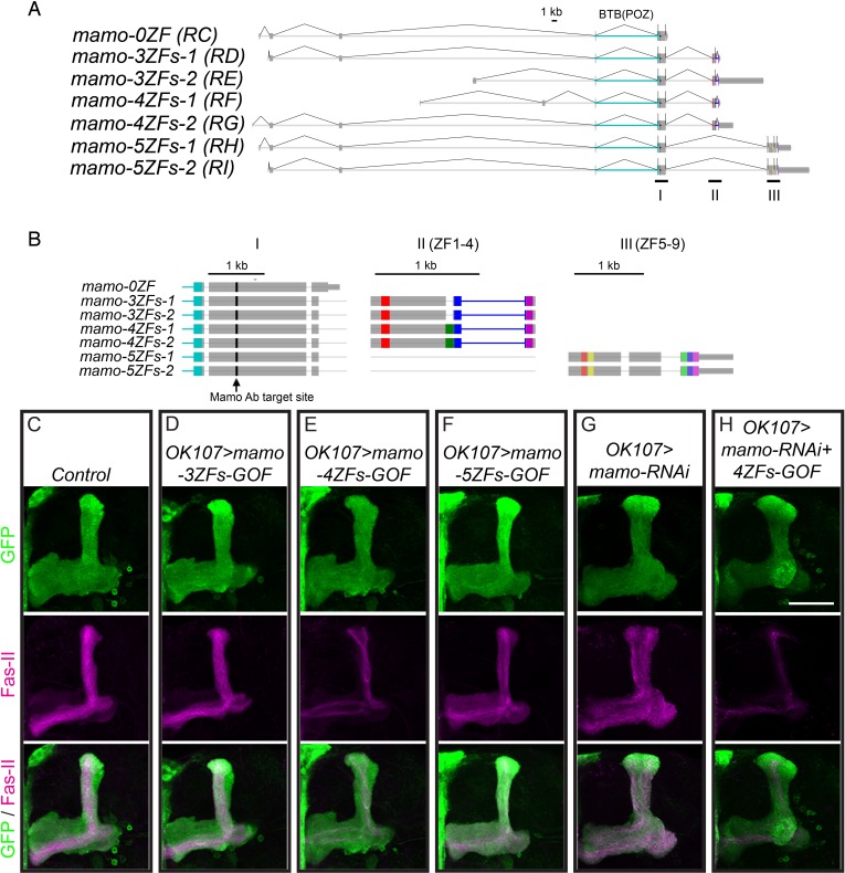 Figure 5—figure supplement 1.