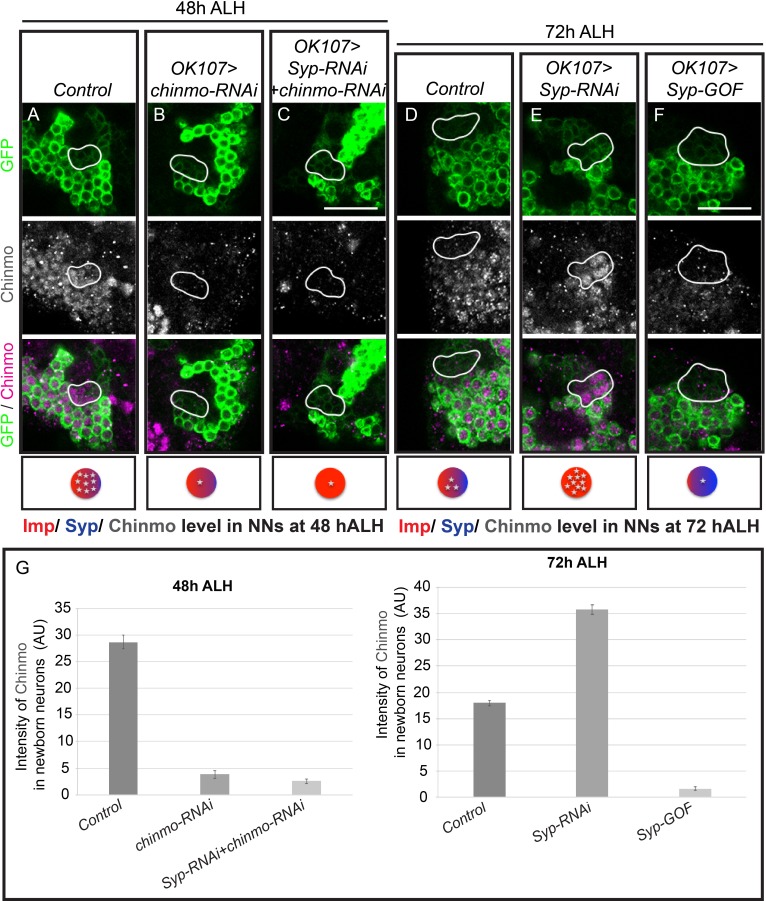 Figure 3—figure supplement 1.