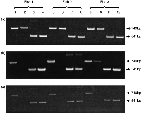 Figure 5