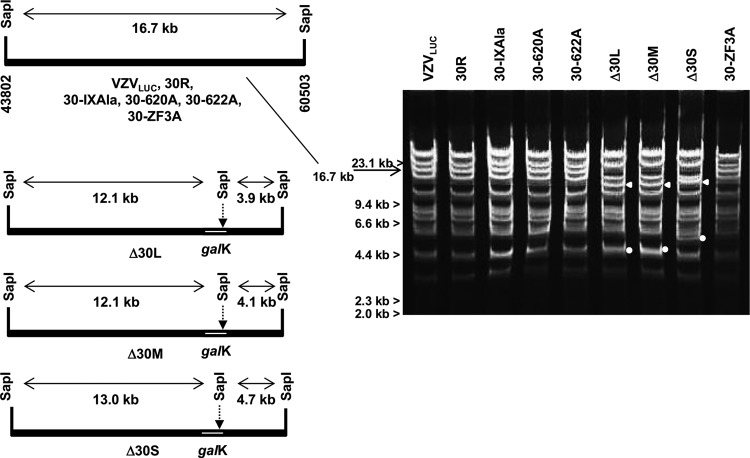 FIG 4