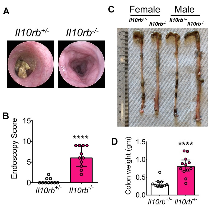 Figure 1—figure supplement 1.