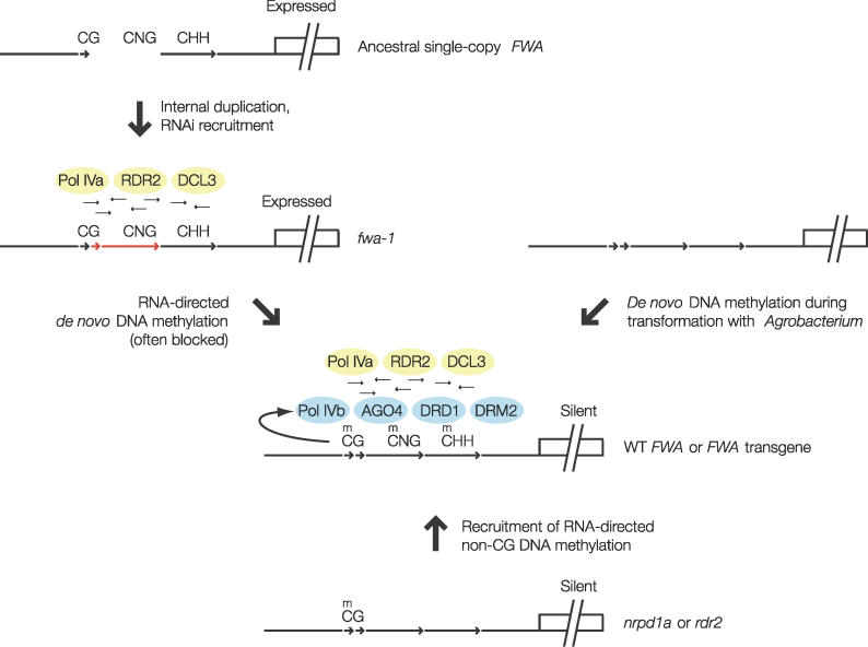 Figure 7