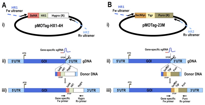 FIGURE 1.