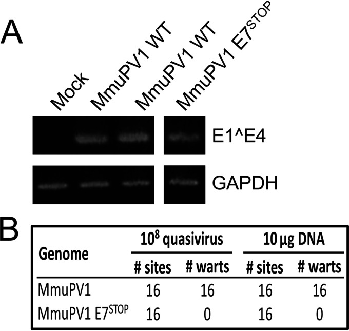 FIG 1