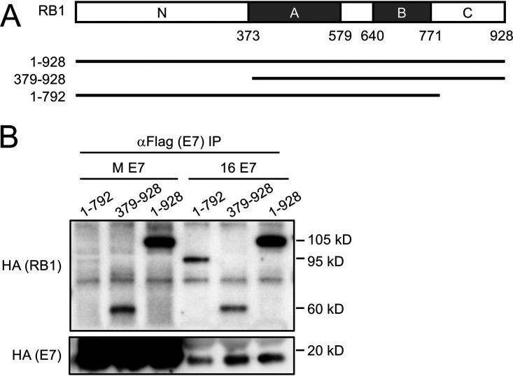 FIG 6