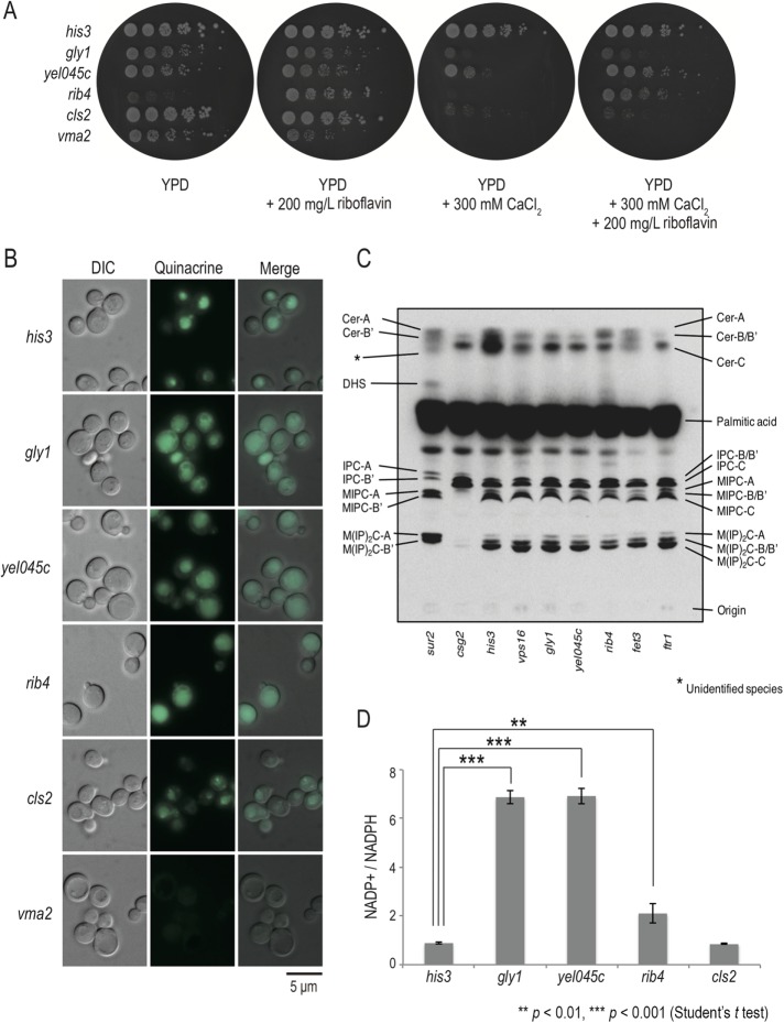 FIGURE 4: