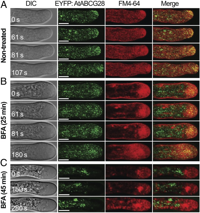 Fig. 3.