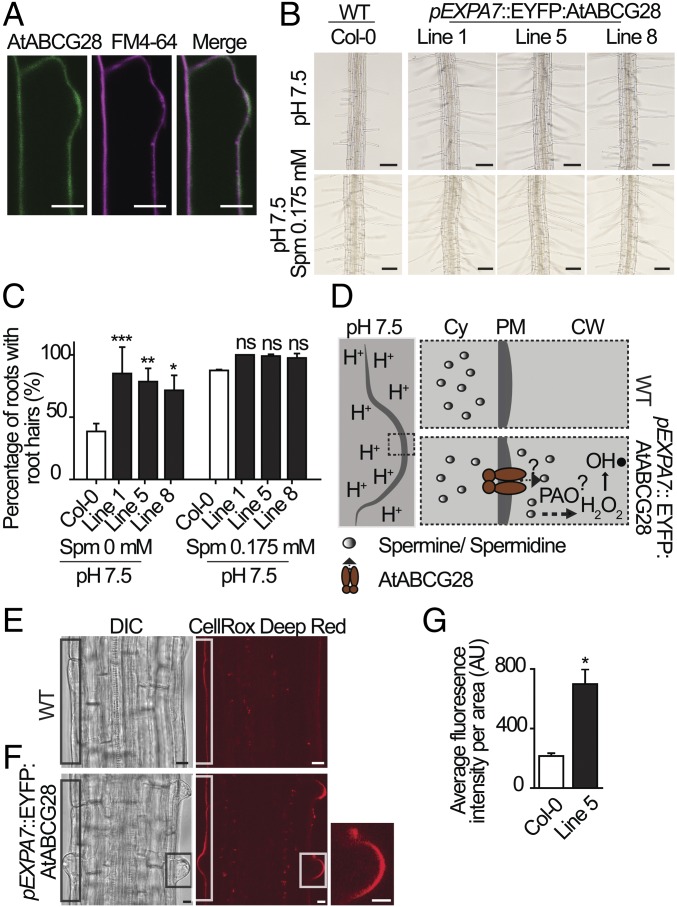 Fig. 7.