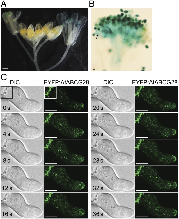 Fig. 2.