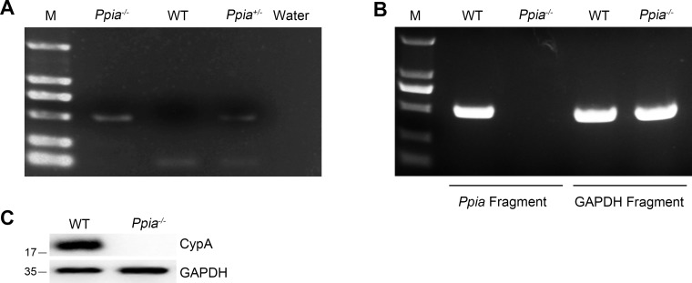 Figure 1—figure supplement 1.