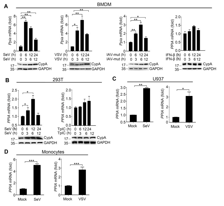 Figure 1—figure supplement 4.