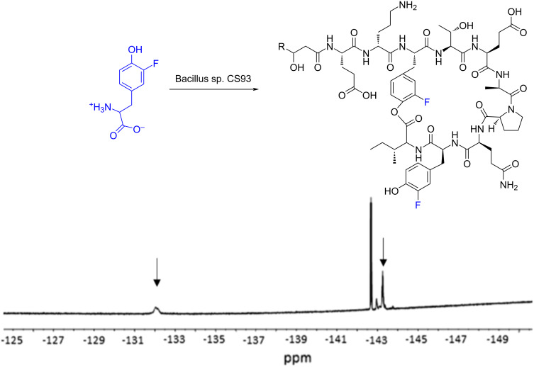 Figure 19