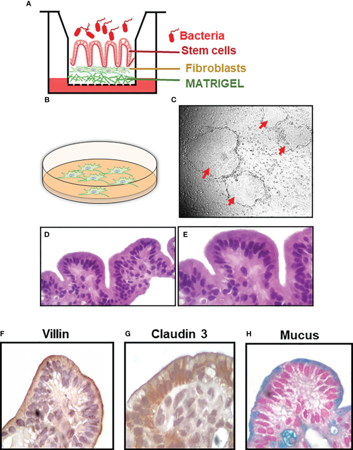 Figure 1