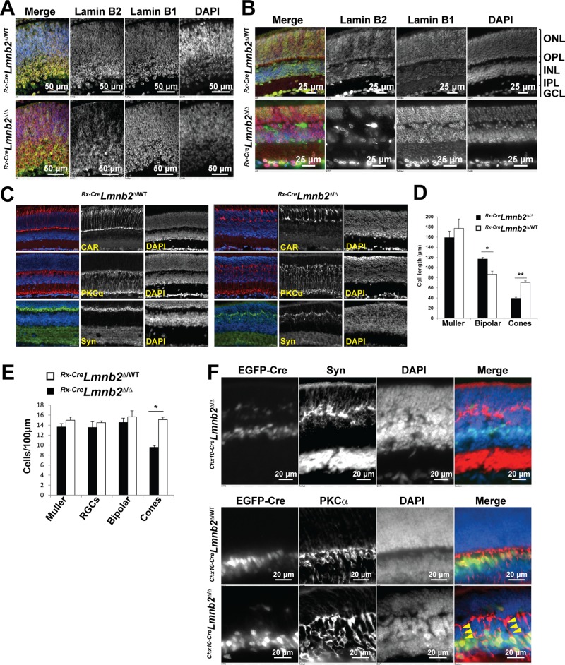 FIGURE 4: