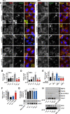 Figure 2—figure supplement 2.