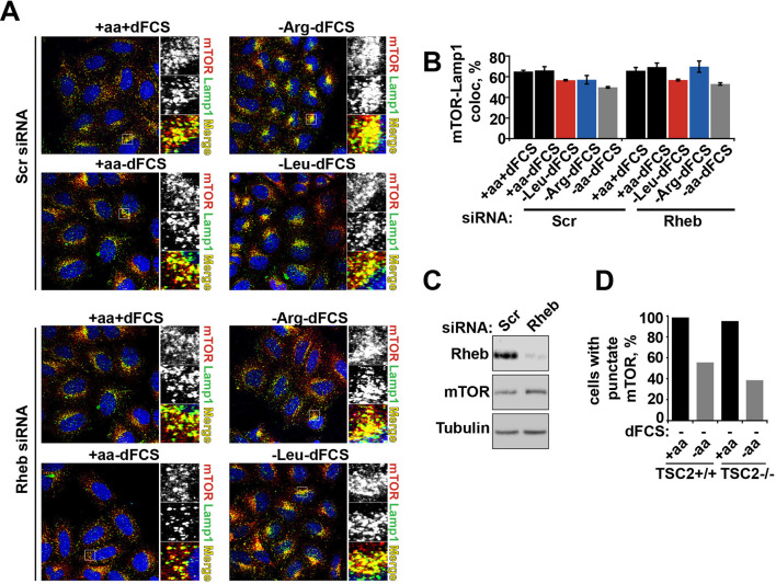 Figure 3—figure supplement 2.